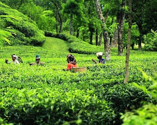 Sylhet & Sreemangal Nature Escape